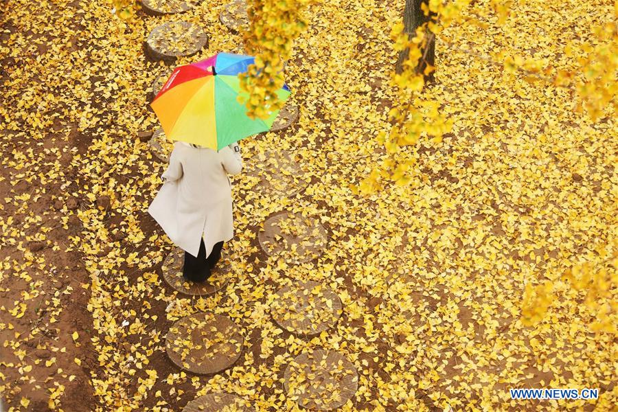 #CHINA-SHANDONG-GINKGO TREES (CN)