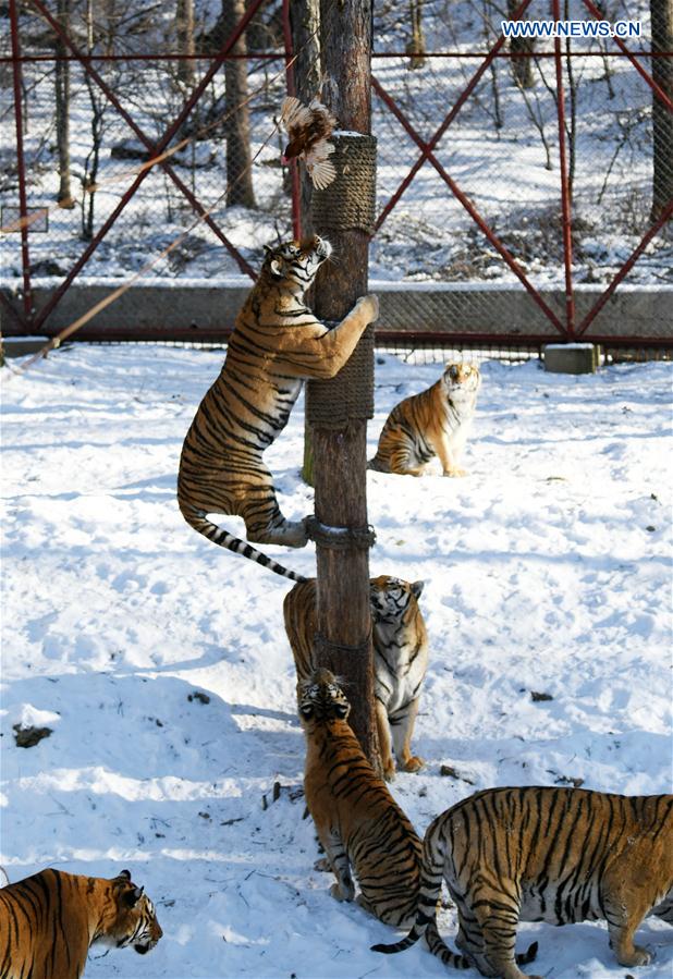 CHINA-HEILONGJIANG-SIBERIAN TIGER (CN)