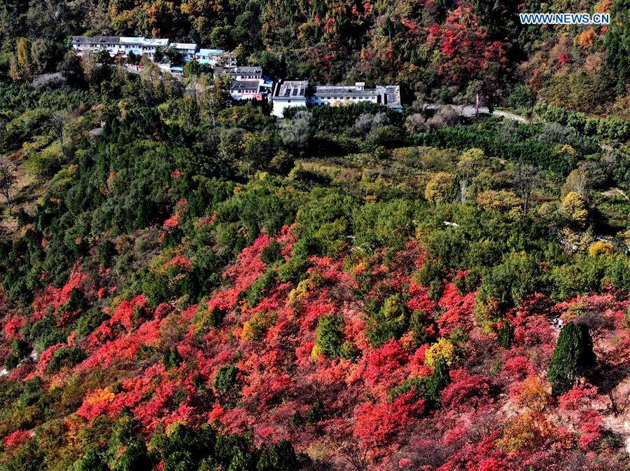CHINA-HENAN-AUTUMN SCENERY (CN)