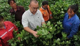 盧懷玉：當棉農(nóng)的感覺挺好！