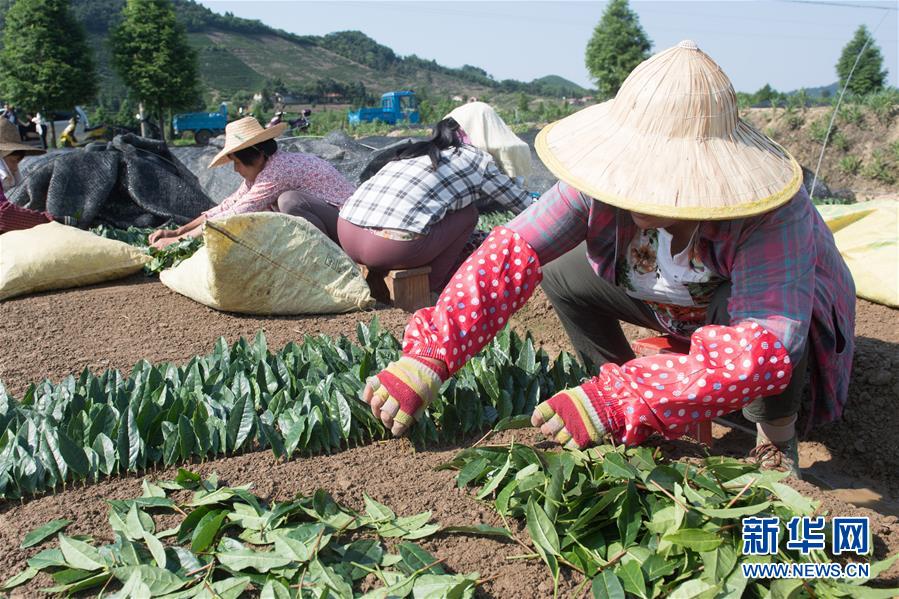 （新華全媒頭條&middot;圖文互動(dòng)）（7）安吉白茶奔向扶貧一線&mdash;&mdash;浙江黃杜村農(nóng)民黨員先富幫后富向貧困地區(qū)捐贈(zèng)&ldquo;扶貧苗&rdquo;