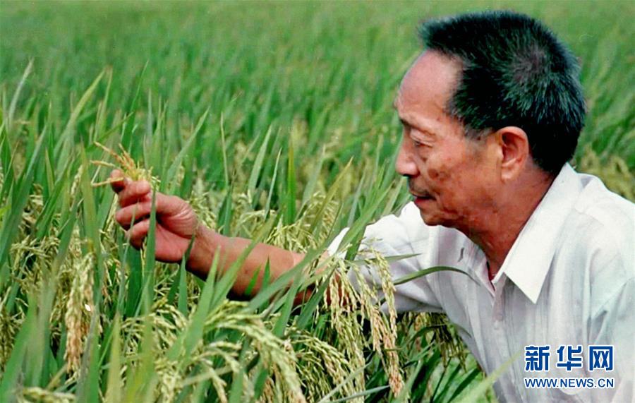 （改革先鋒風(fēng)采&middot;圖文互動）（1）一顆稻谷的&ldquo;中國貢獻(xiàn)&rdquo;&mdash;&mdash;袁隆平的追夢路