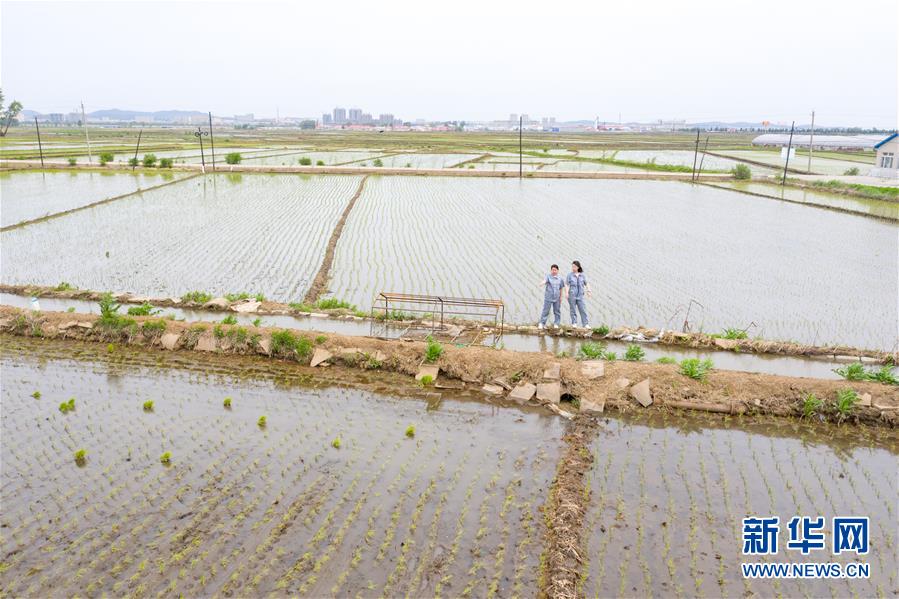 （在習(xí)近平新時代中國特色社會主義思想指引下&mdash;&mdash;新時代新作為新篇章&middot;圖文互動）（1）大學(xué)生種田讓農(nóng)民&ldquo;老把式&rdquo;開了眼&mdash;&mdash;吉林長白山下的稻田新事