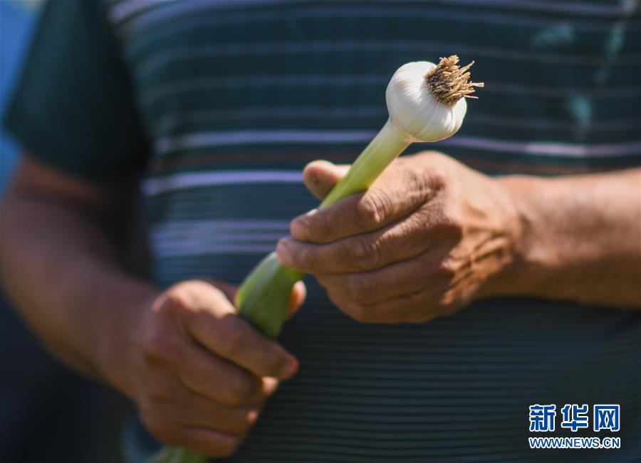 (決戰(zhàn)決勝脫貧攻堅(jiān)·圖文互動(dòng))(3)記者手記:尋訪昆侖“桃花源”的“祛病”良方
