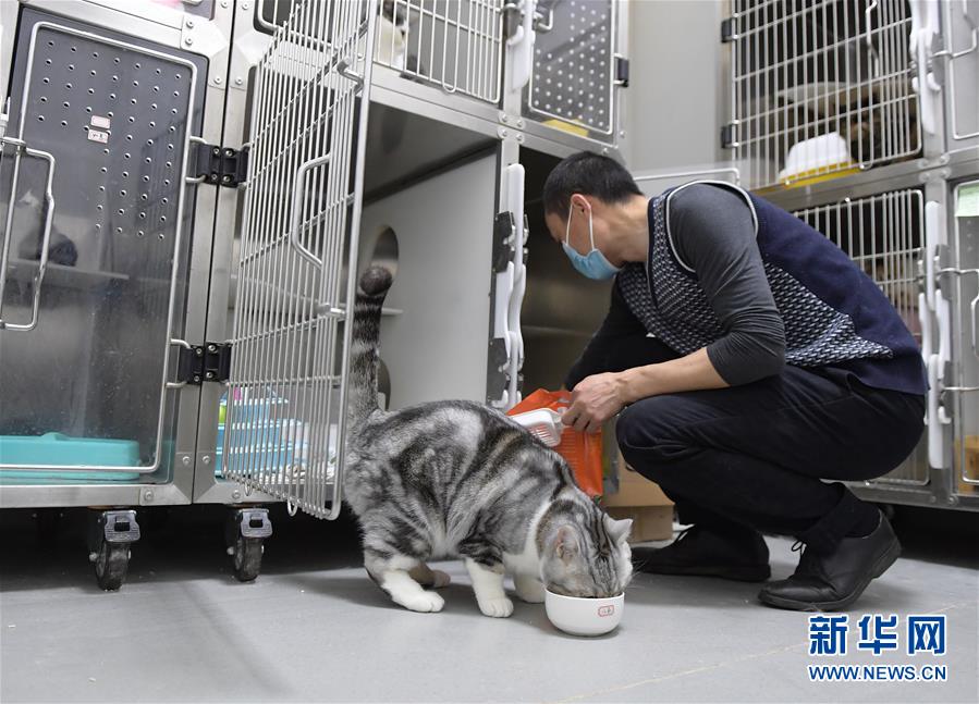 （聚焦疫情防控）（1）武漢：動物醫院里的臨時&ldquo;奶爸&rdquo;