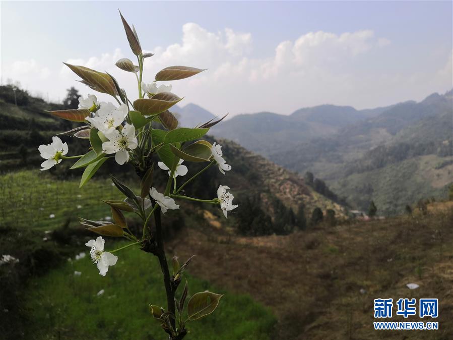 （決戰(zhàn)決勝脫貧攻堅&middot;圖文互動）（1）寄相思，償夙愿&mdash;&mdash;5封清明&ldquo;家書&rdquo;里的決戰(zhàn)決勝信念