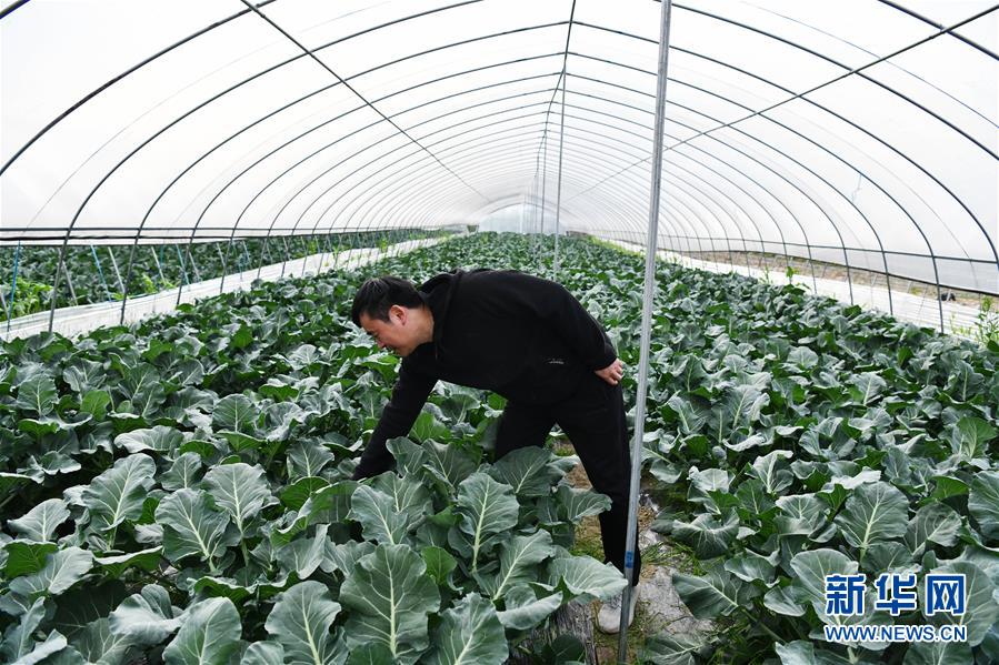 （決戰決勝脫貧攻堅&middot;圖文互動）（2）貴州黔東南：搶抓壩區春耕 決勝脫貧攻堅