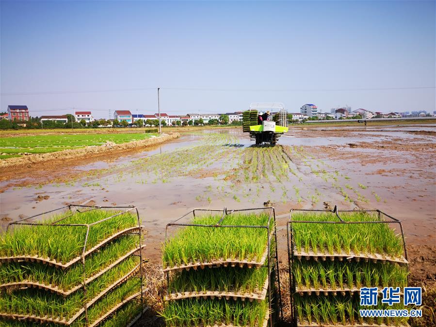 （聚焦農(nóng)業(yè)復(fù)工復(fù)產(chǎn)&middot;圖文互動(dòng)）（2）發(fā)力&ldquo;單改雙&rdquo; &mdash;&mdash;水稻大省湖南的雙季稻攻堅(jiān)戰(zhàn)