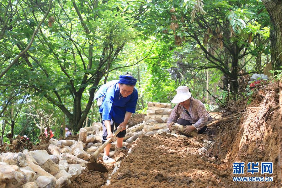 （決戰決勝脫貧攻堅&middot;圖文互動）（3）問林下要地 助&ldquo;新市民&rdquo;就業增收