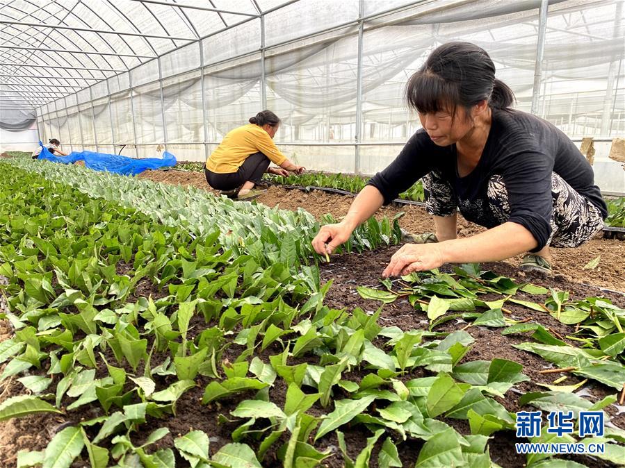（防汛抗洪&middot;圖文互動）（4）修路通水忙重建 補種搶收復生產&mdash;&mdash;湘西山洪后恢復生產生活見聞
