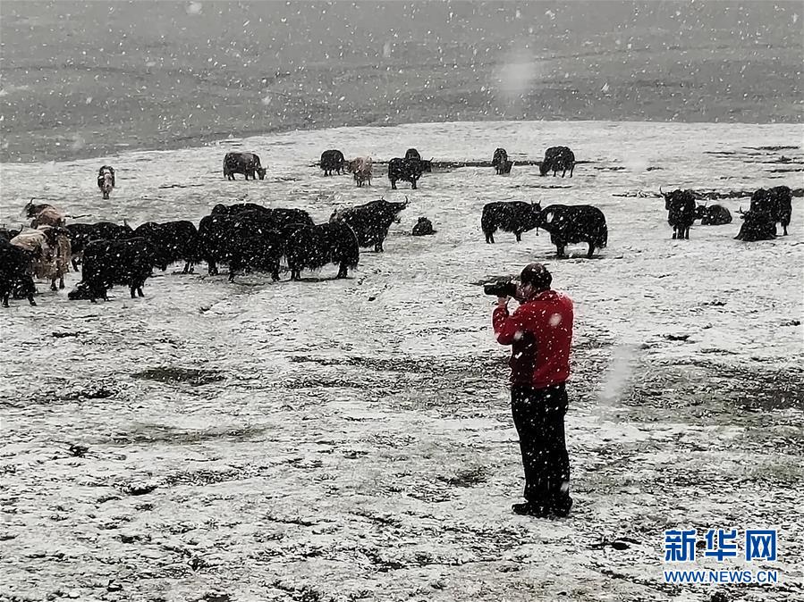 (新時代擔(dān)當(dāng)作為典型·圖文互動)(3)草地生態(tài)專家趙新全:情深不舍三江源