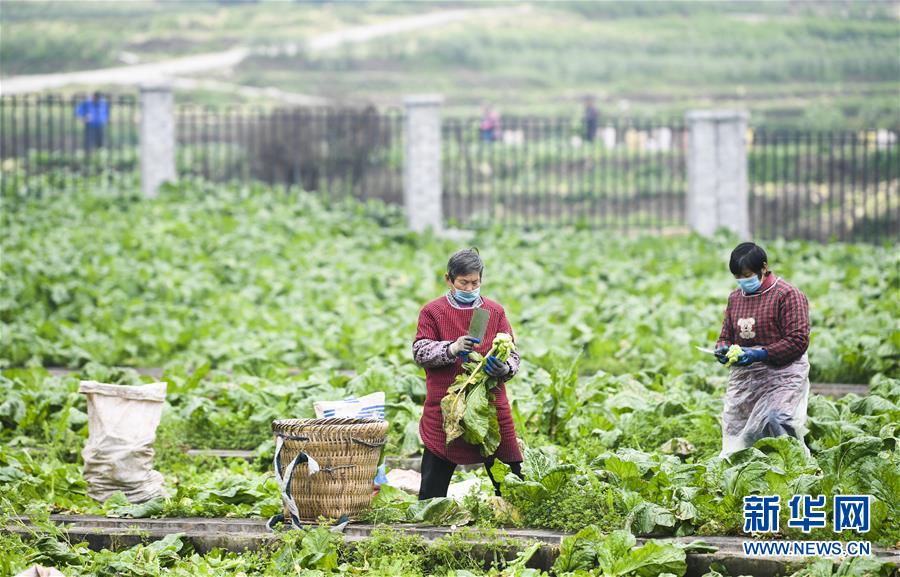 （新華全媒頭條&middot;走向我們的小康生活&middot;圖文互動）（5）大城大鄉的&ldquo;幸福協奏曲&rdquo;&mdash;&mdash;重慶推動高質量發展創造高品質生活紀事