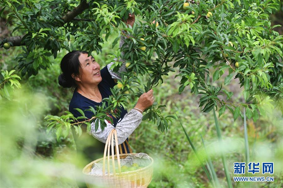 （新華全媒頭條&middot;走向我們的小康生活&middot;圖文互動）（7）大城大鄉的&ldquo;幸福協奏曲&rdquo;&mdash;&mdash;重慶推動高質量發展創造高品質生活紀事