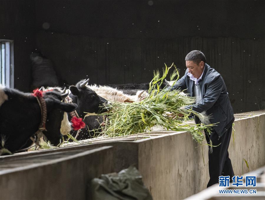 (走向我們的小康生活·圖文互動)(3)“無煙村”的新追求——西藏新時代文明鄉村成長記