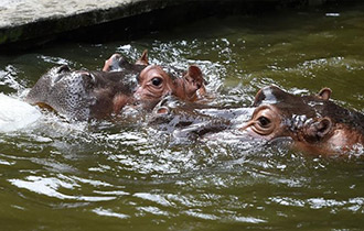 重慶動物園助動物&ldquo;冰爽&rdquo;度夏