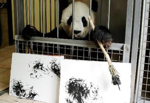 奧地利動物園內 大熊貓&ldquo;揮毫作畫&rdquo;