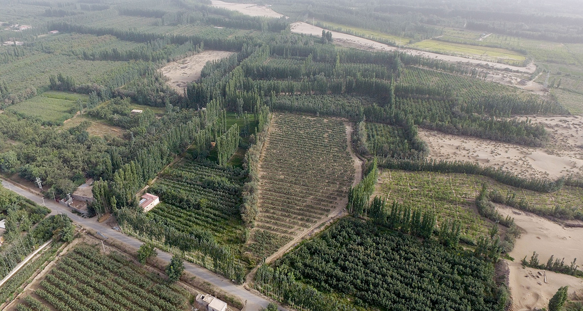 &ldquo;綠口袋&rdquo;扎緊了風口，逼退了黃沙&mdash;&mdash;一個南疆沙漠村莊的扶貧觀察