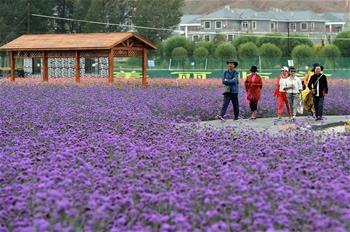 甘肅：鄉村旅游讓農民享受&ldquo;綠色收益&rdquo;