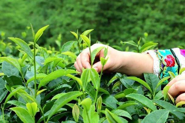 茶葉鮮味流失“元兇”找到