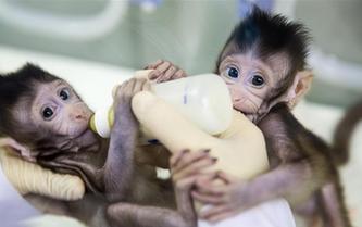 重大突破！兩只克隆猴在中國誕生