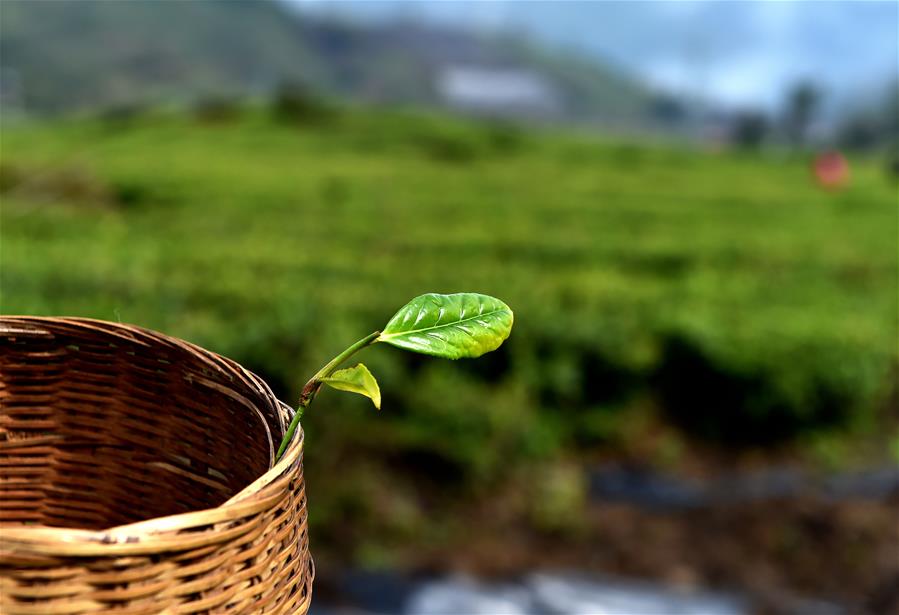 西藏墨脫：茶業變成致富&ldquo;金葉&rdquo;