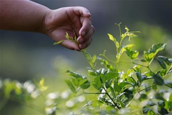 湖南張家界：&ldquo;長(zhǎng)壽藤茶&rdquo;秋茶采摘忙